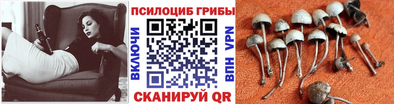 Галлюциногенные грибы Magic Shrooms  Купить где  Арзамас 